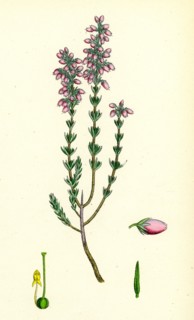 Erica cinerea; Fine-leaved Heath