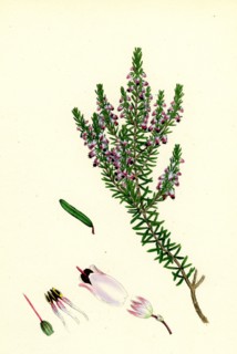 Erica Hibernica; Irish Heath