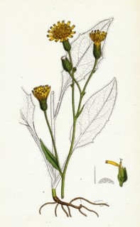 Hieracium vulgatum; Wood Hawkweed