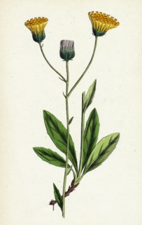 Hieracium gothicum; Naked-headed Hawkweed