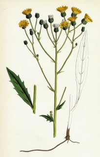 Hieracium tridentatum; Three-toothed Hawkweed