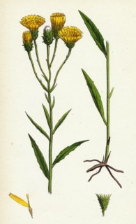 Hieracium umbellatum; Narrow-leaved Hawkweed