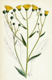 Hieracium corymbosum; Corymbose Hawkweed