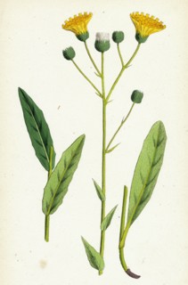 Hieracium crocatum; Saffron Hawkweed