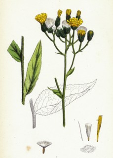 Hieracium strictum; Straight-branched Hawkweed