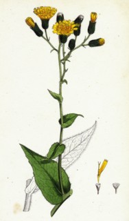 Hieracium prenanthoides; Rough-leaved Hawkweed