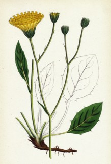 Hieracium Anglicum, var. genuinum; English Hawkweed, var. a.