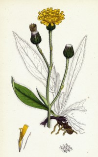 Hieracium Anglicum, var. decipiens; English Hawkweed, var. B.