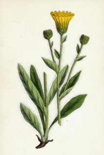 Hieracium villosum; Shaggy Hawkweed