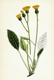 Hieracium Gibsoni; Cat's-ear Hawkweed