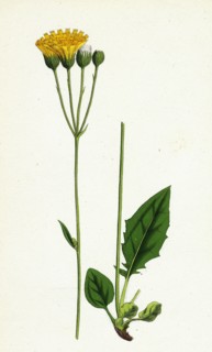 Hieracium aggregatum; Compact Hawkweed