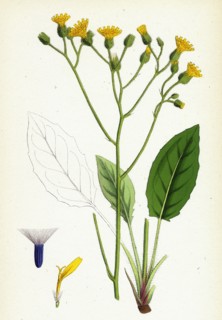 Hieracium murorum; Wall Hawkweed