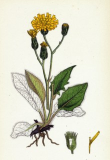 Hieracium caesium; Caesious Hawkweed