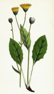 Hieracium flocculosum; Stellately-downy Hawkweed