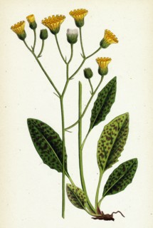 Hieracium maculatum; Spotted Hawkweed