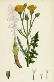 Crepis biennis; Large Rough Hawk's-beard