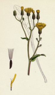 Crepis succisifolia; Scabious-leaved Hawk's-beard