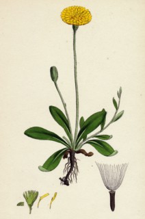Hieracium Pilosella; Mouse-ear Hawkweed