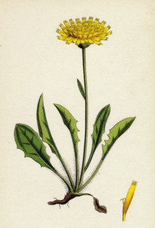 Hieracium calenduliflorum; Marygold-flowered Hawkweed