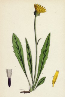Hieracium eximium; Grey-headed Hawkweed