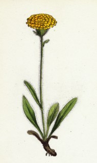 Hieracium holosericeum; Woolly-headed Hawkweed