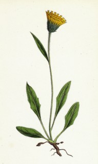 Hieracium gracilentum; Slender Hawkweed