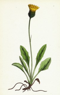 Hieracium globosum; Globose-headed Hawkweed