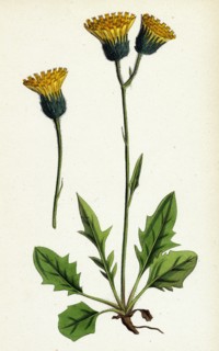 Hieracium chrysanthum, var. genuinum; Golden-flowered Hawkweed, var. a.