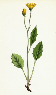 Hieracium chrysanthum, var. microcephalum; Golden-flowered Hawkweed, var. B.