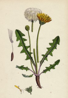 Taraxacum officinale, var. palustre; Common Dandelion, var. d.