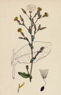 Lactuca virosa; Strong-scented Lettuce