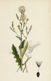 Lactuca Scariola; Prickly Lettuce