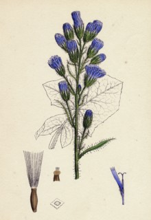 Mulgedium alpinum; Blue Sow-thistle