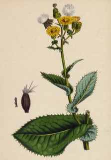 Sonchus asper; Rough Sow-thistle, form with undivided leaves