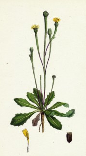 Arnoseris pusilla; Swine's Succory