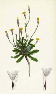 Hypochoeris glabra; Smooth Cat's-ear