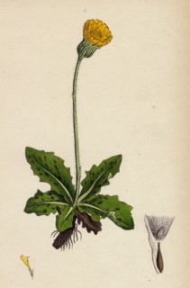 Hypochoeris maculata; Spotted Cat's-ear