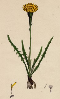 Leontodon autumnalis, var. pratensis; Autumnal Hawk-bit, var. B.