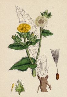 Helminthia echioides; Bristly Ox-tongue