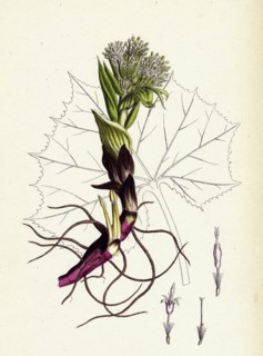 Petasites albus; White Coltsfoot