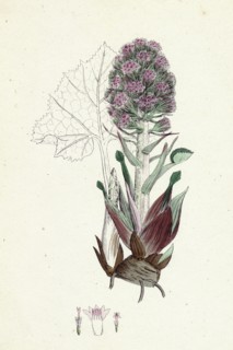 Petasites vulgaris; Common Butter-bur, sub-male