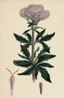 Eupatorium cannabinum; Common Hemp-Agrimony