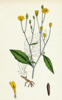 Lapsana communis; Common Nipple-wort