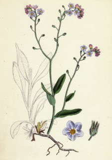 Myosotis sylvatica; Wood Forget-me-not