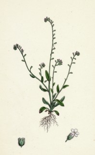 Myosotis collina; Dwarf Forget-me-not