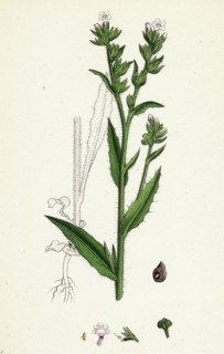Anchusa arvensis; Small Bugloss