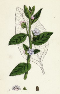 Anchusa sempervirens; Evergreen Alkanet