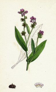 Cynoglossum montanum; Green-leaved Hound's-tongue