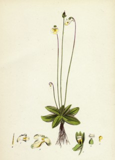 Pinguicula alpina; Alpine Butterwort