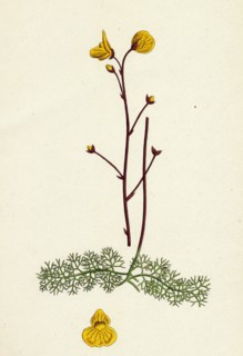 Utricularia neglecta; Lehman's Bladderwort